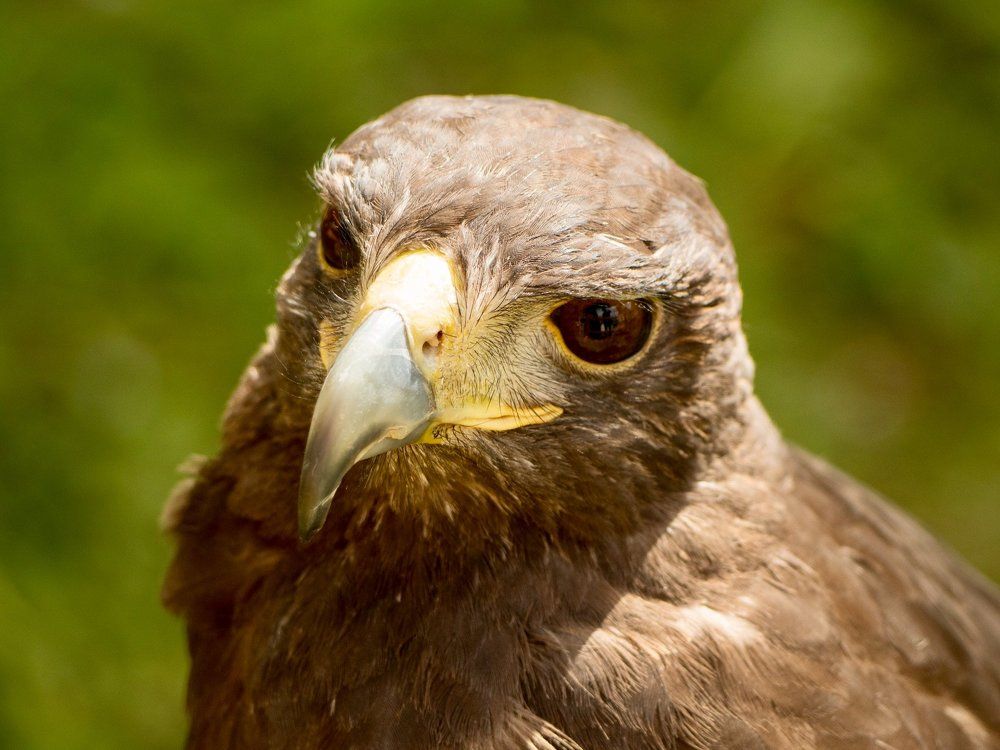 Портреты братьев наших меньших