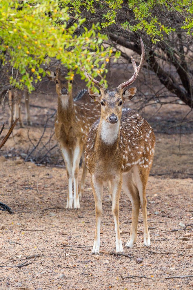 Благородная пара.