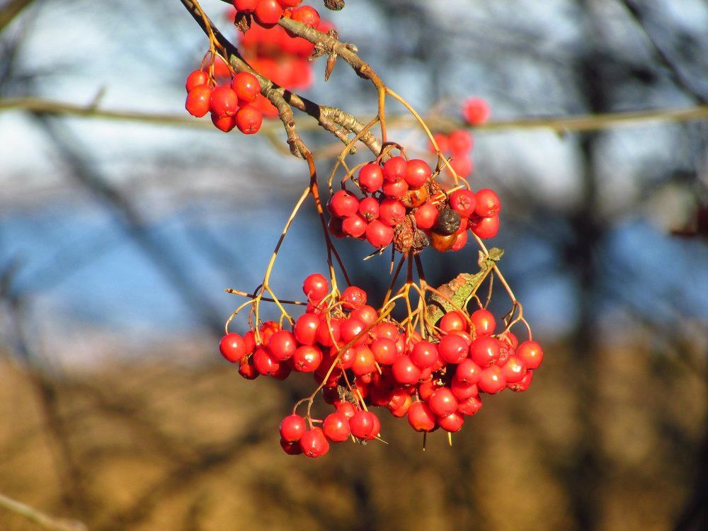 Веточка калины