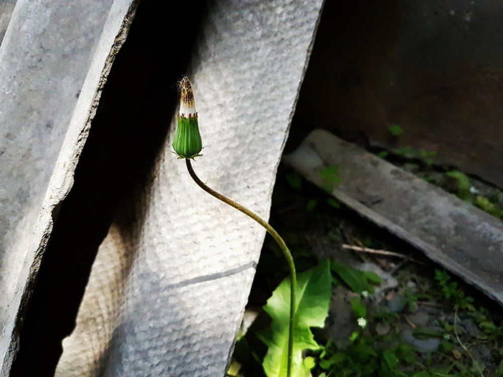 Свет - Жизнь