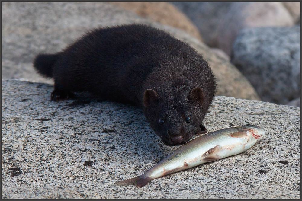 Американская норка