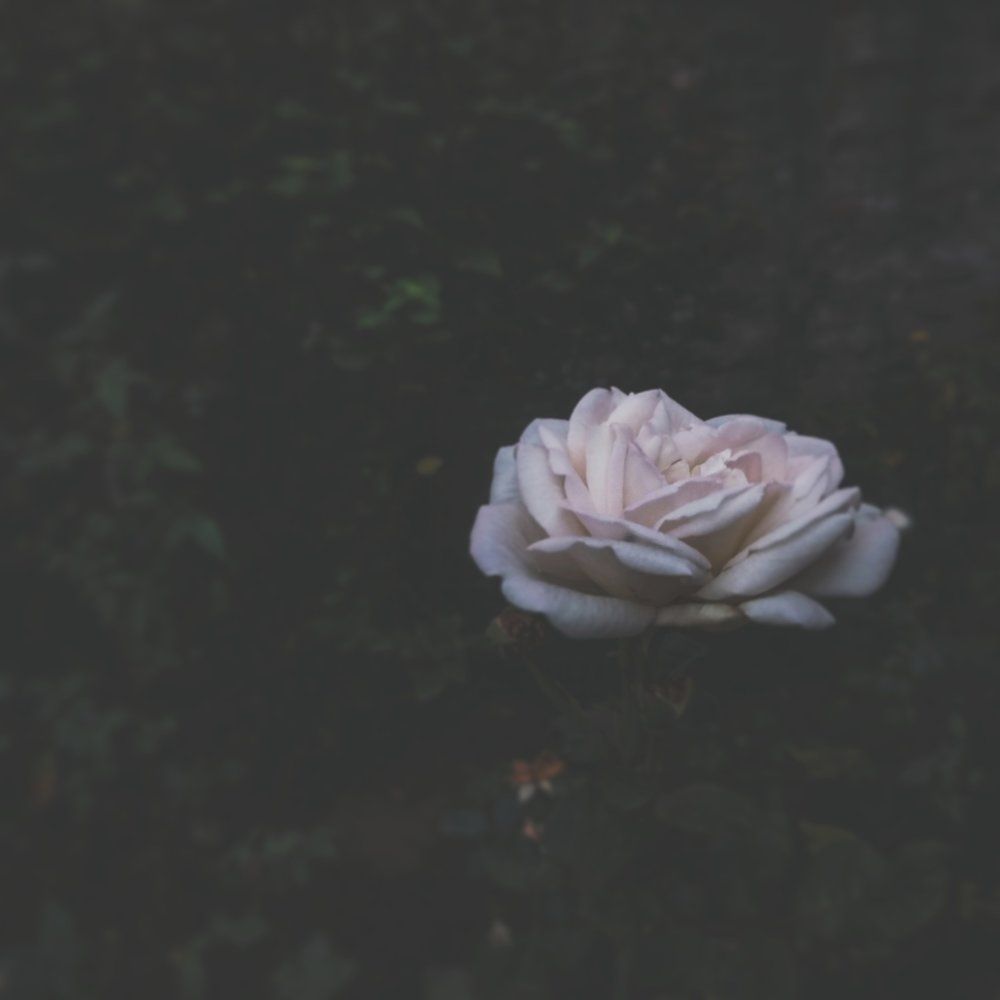 White Rose