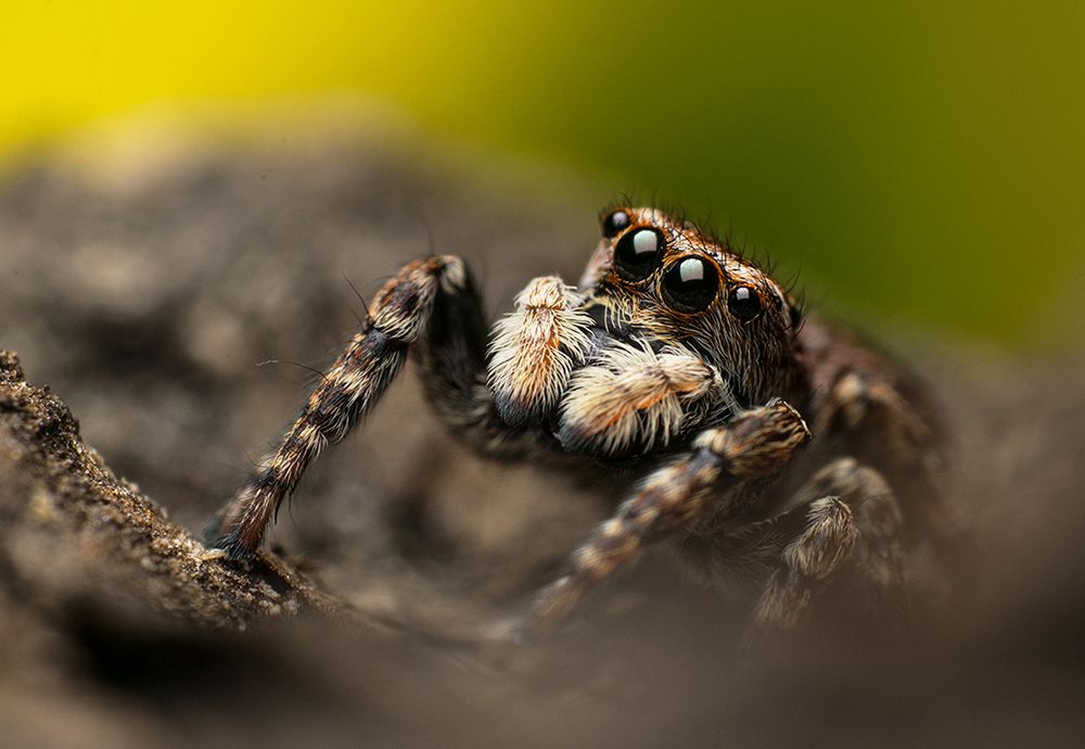 Jumping spider