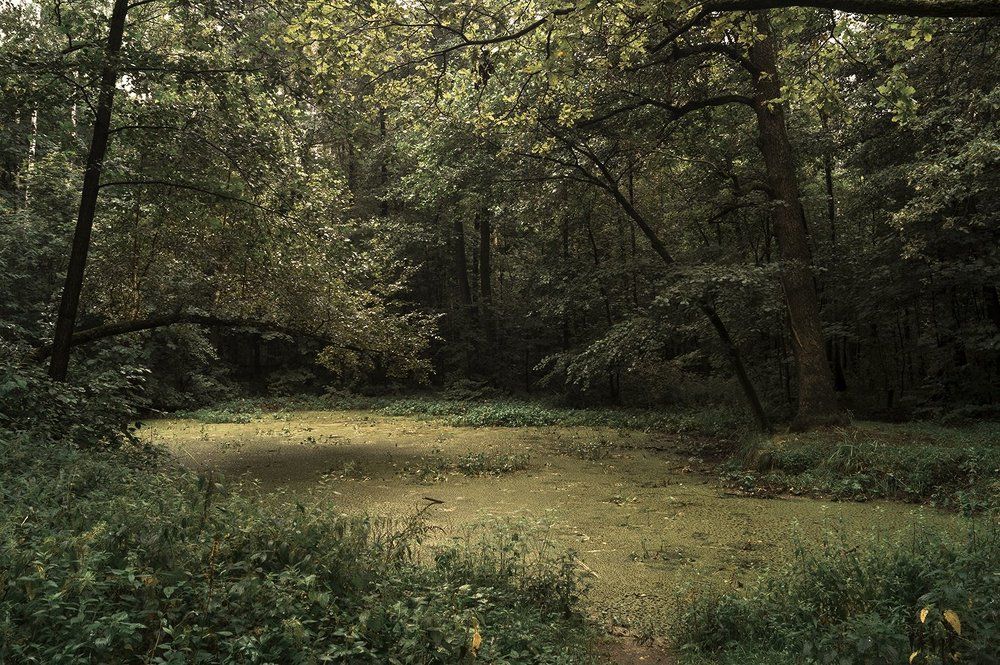 Прудик в лесу.