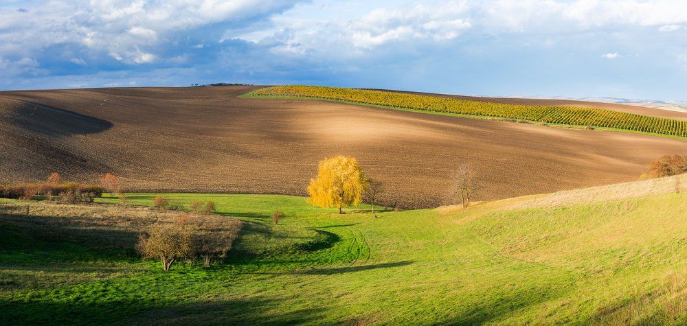 Одинокое дерево