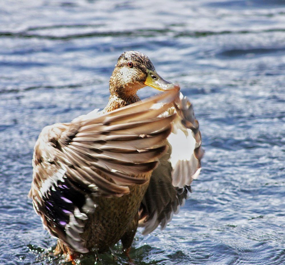 Аплодисменты