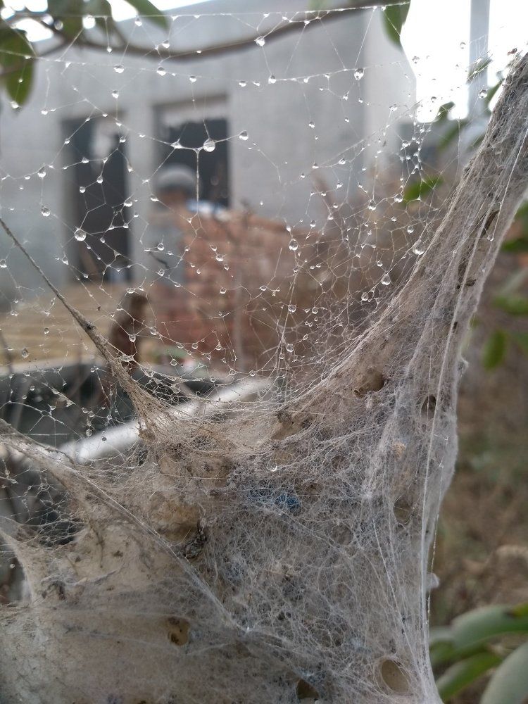 Wet spider web