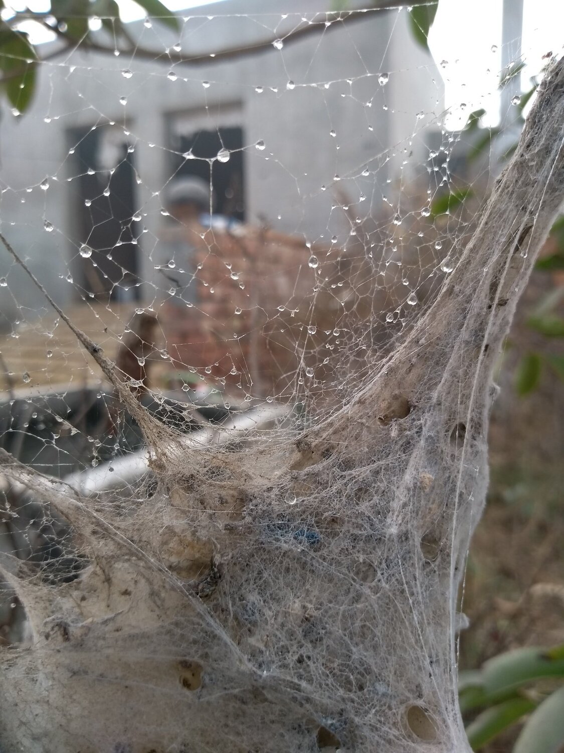 Wet spider web