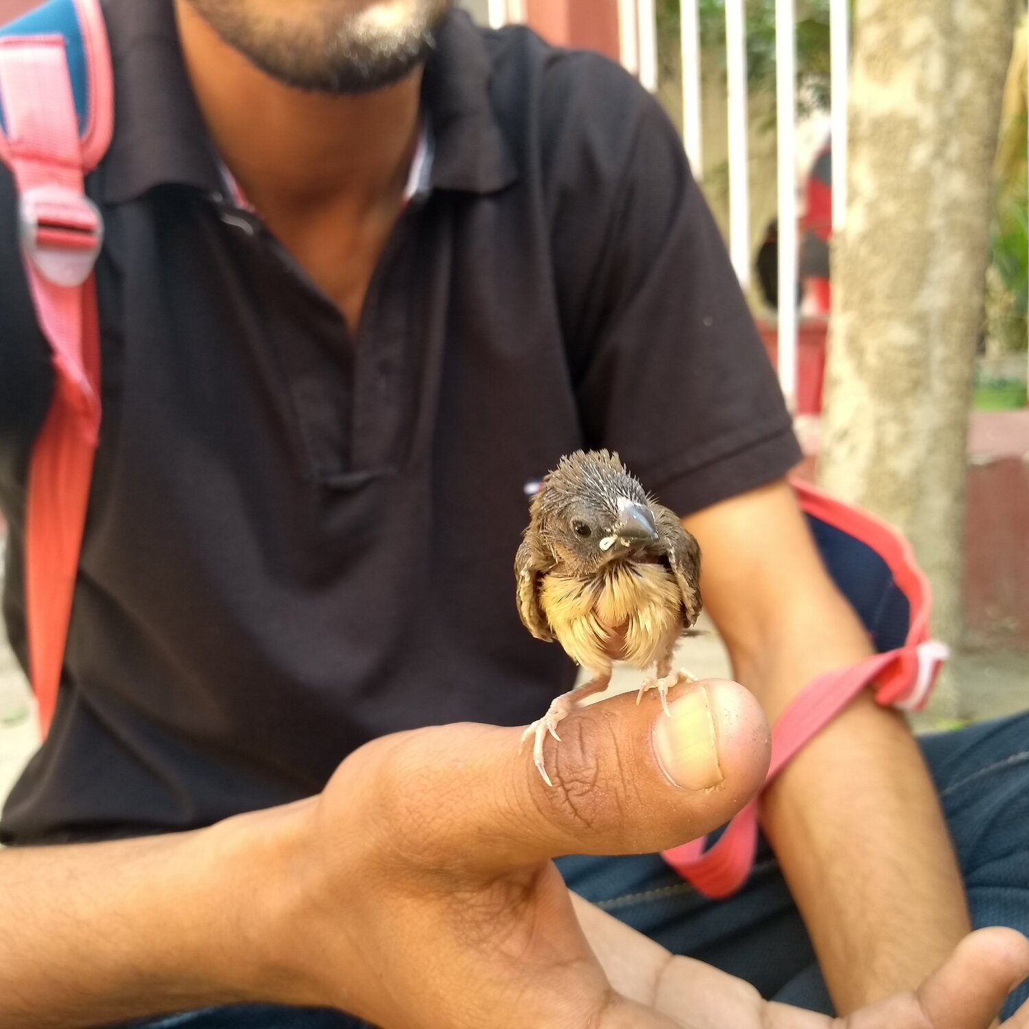Baby bird on hand