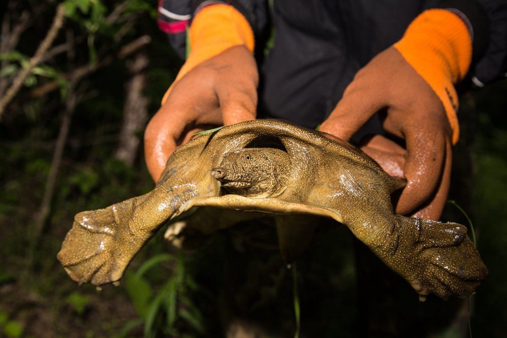Нечаянный гость.