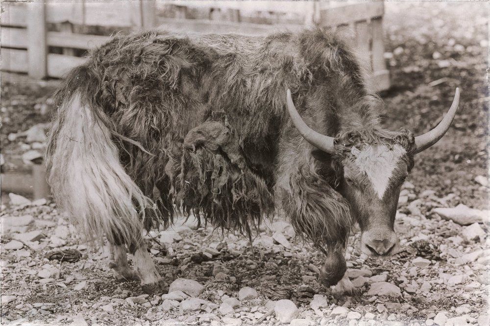 Жаждущий свободы.