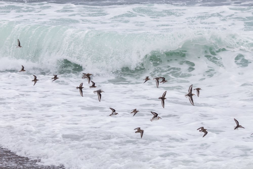 Над полосой прибоя.