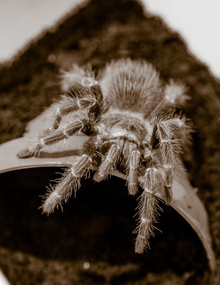 Древний кошмар.