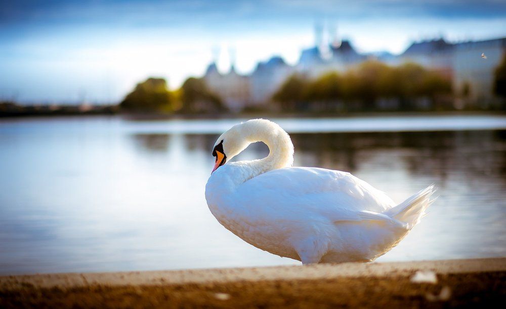 Copenhagen. On the lake.