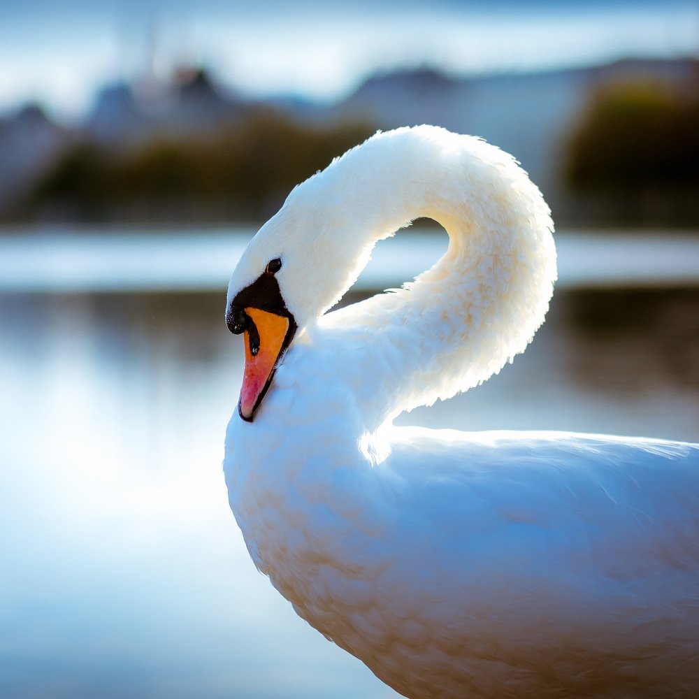 Swan in the pond of Copenhagen. Denmark.