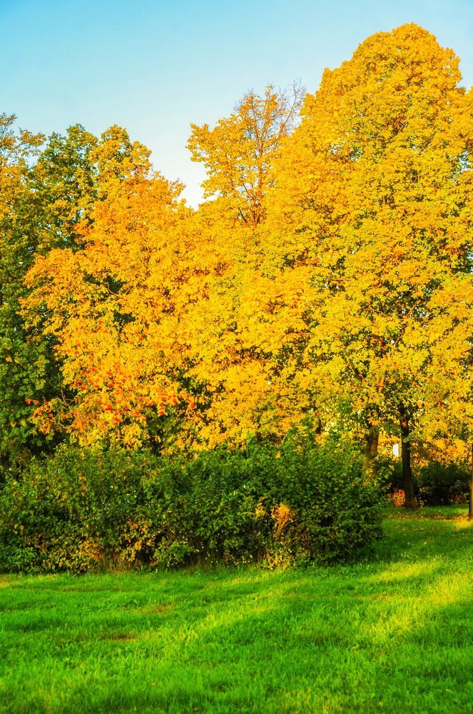 желтый куст