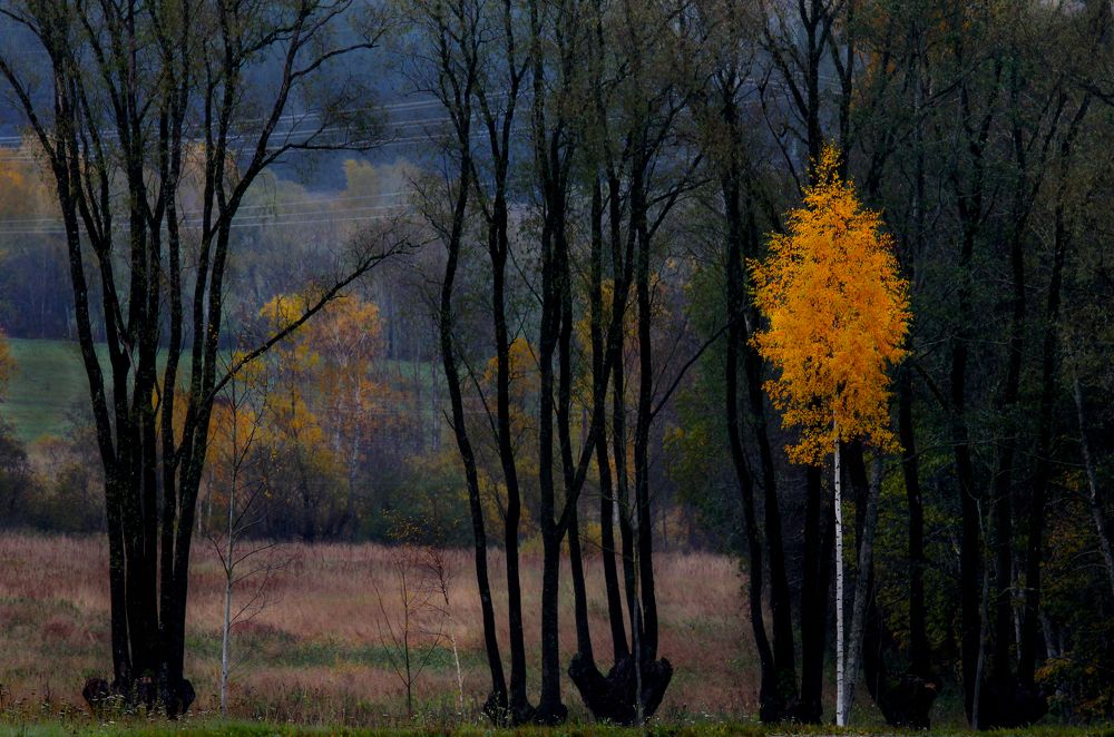 Последние краски осени