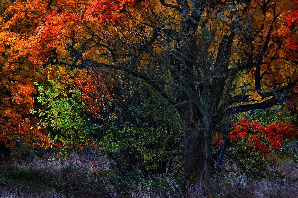 Осень играет с цветами