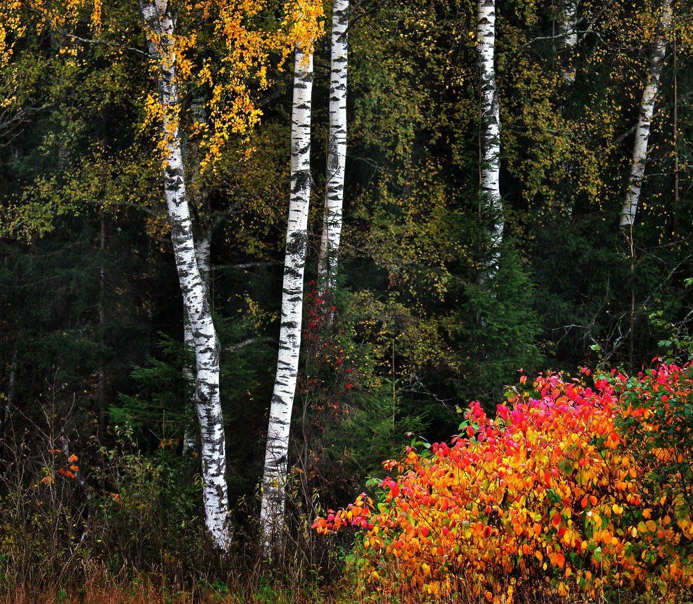 Осень во всей красе.