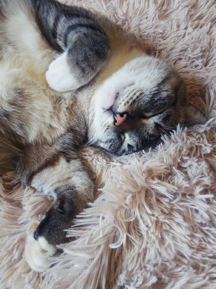 Сладкие сны