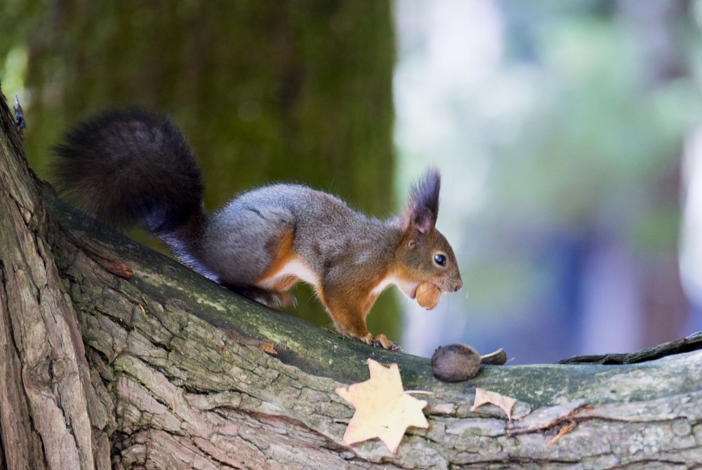 Белочка с орехом