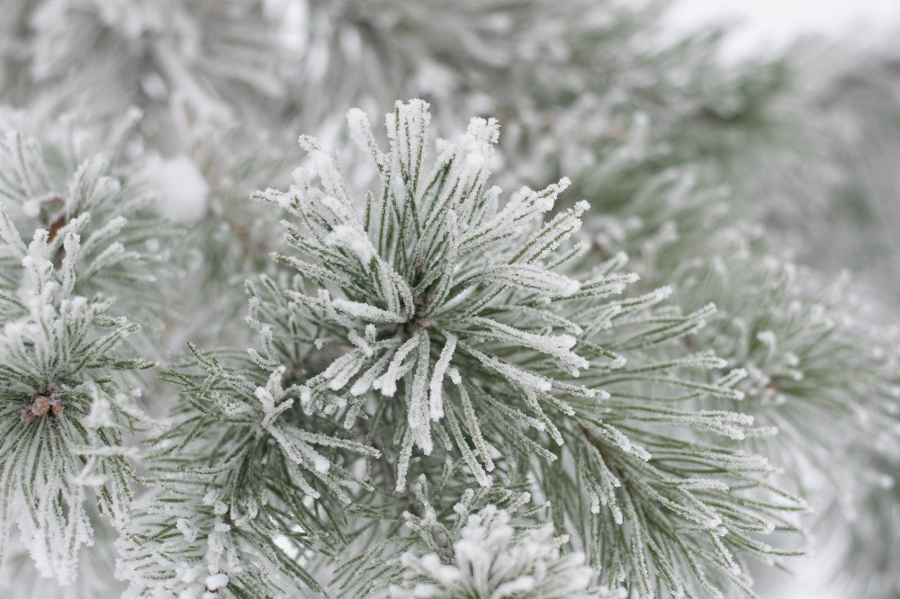 Photograph by Кристина (catykristi) Данилова