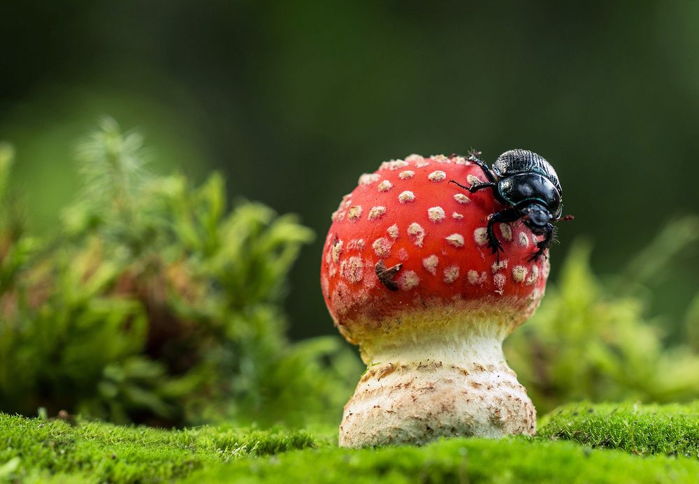 Мой мухомор, не отдам!