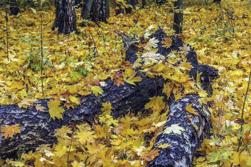 Разложились на стволе..