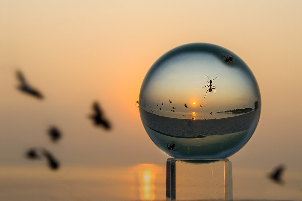 Муравьиная планета