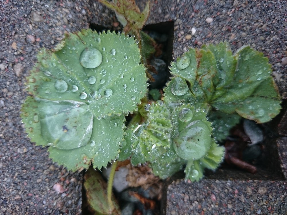 Morning dew