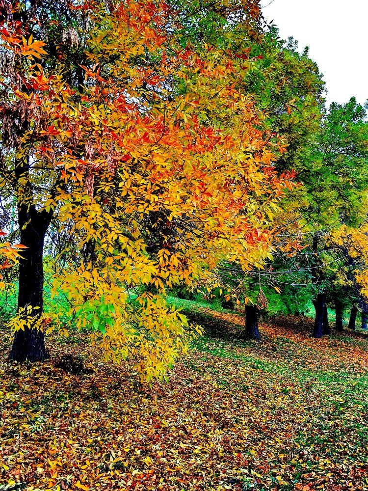 Фотография автора Эльмира Фатихова