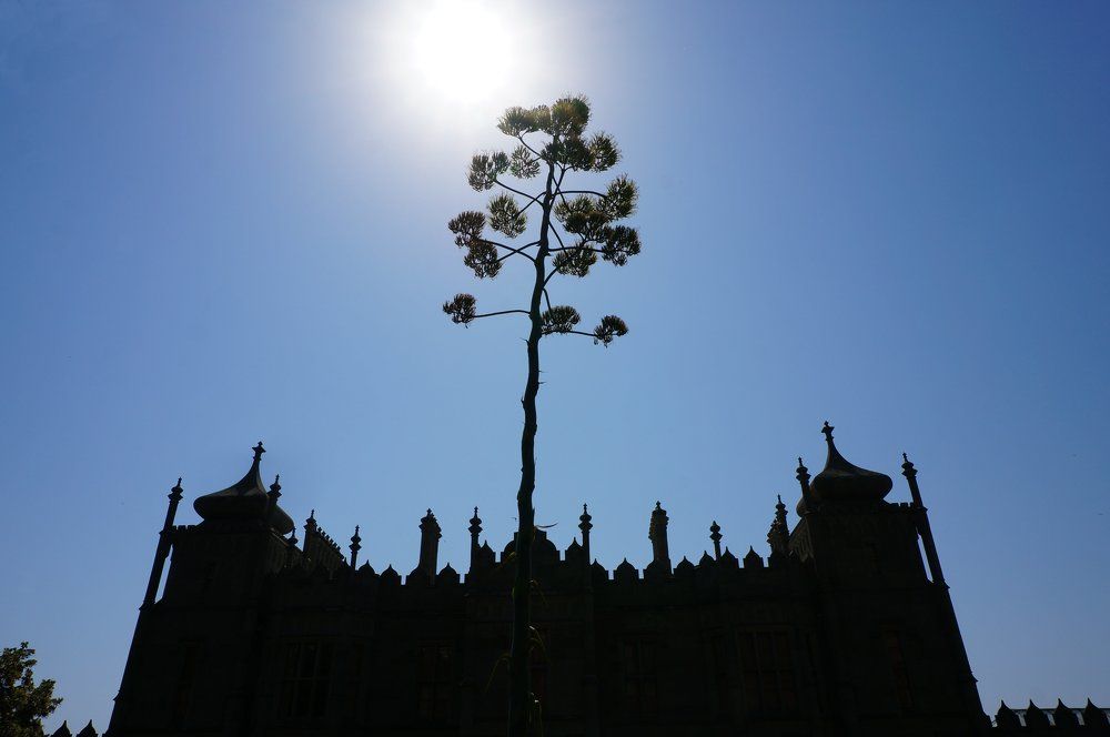 Агава и Воронцовский дворец