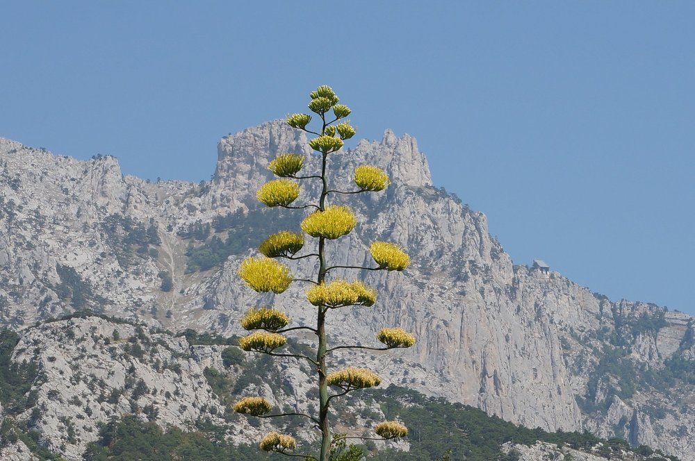 Агава и Ай-Петри