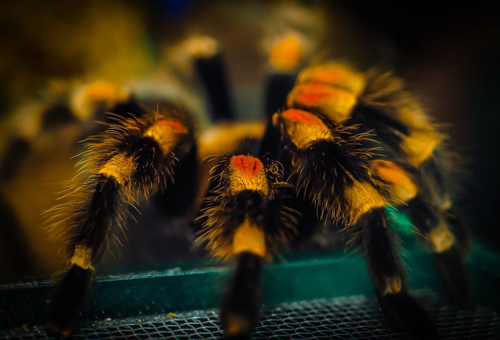 наводящий жуть