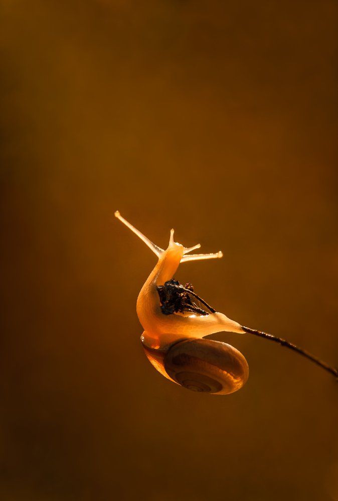 Радость Счастья