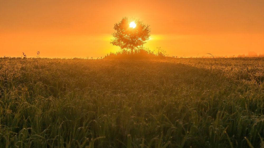 Дерево солнца