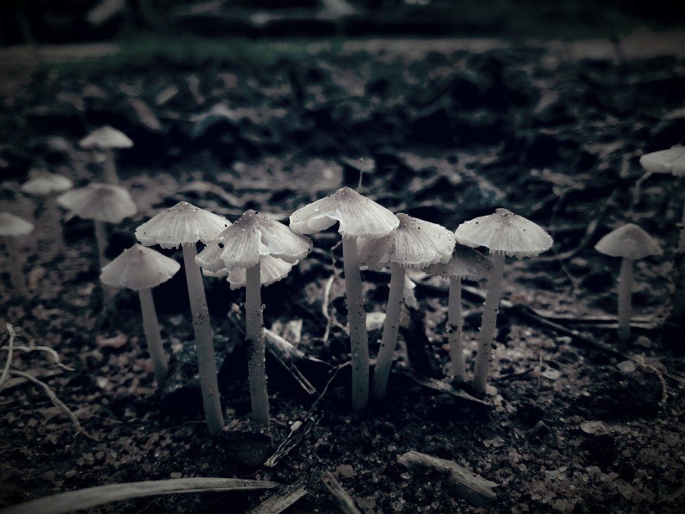 Photo #2067612