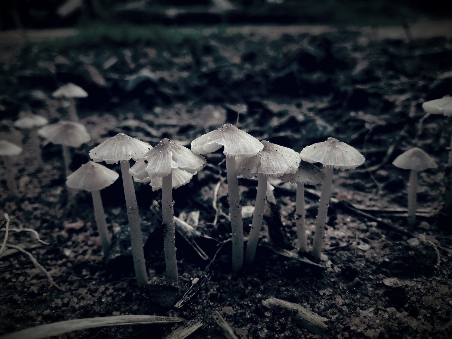 Photo #2067612