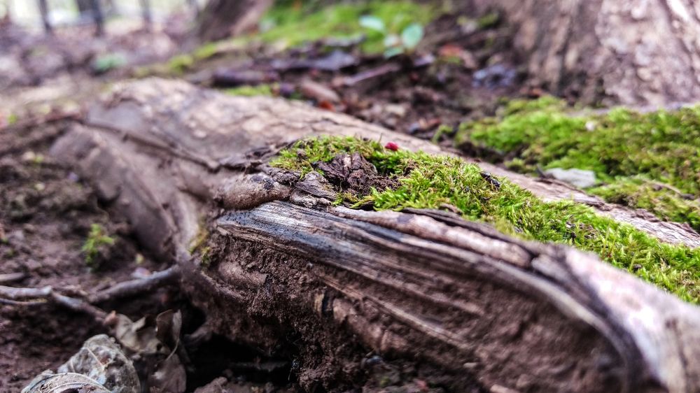 Мох на корне