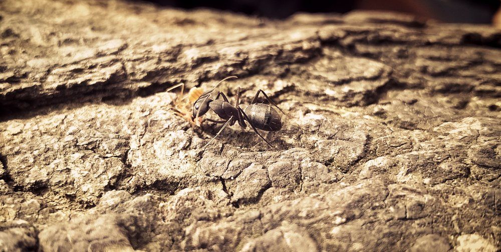 The Ant Hunter