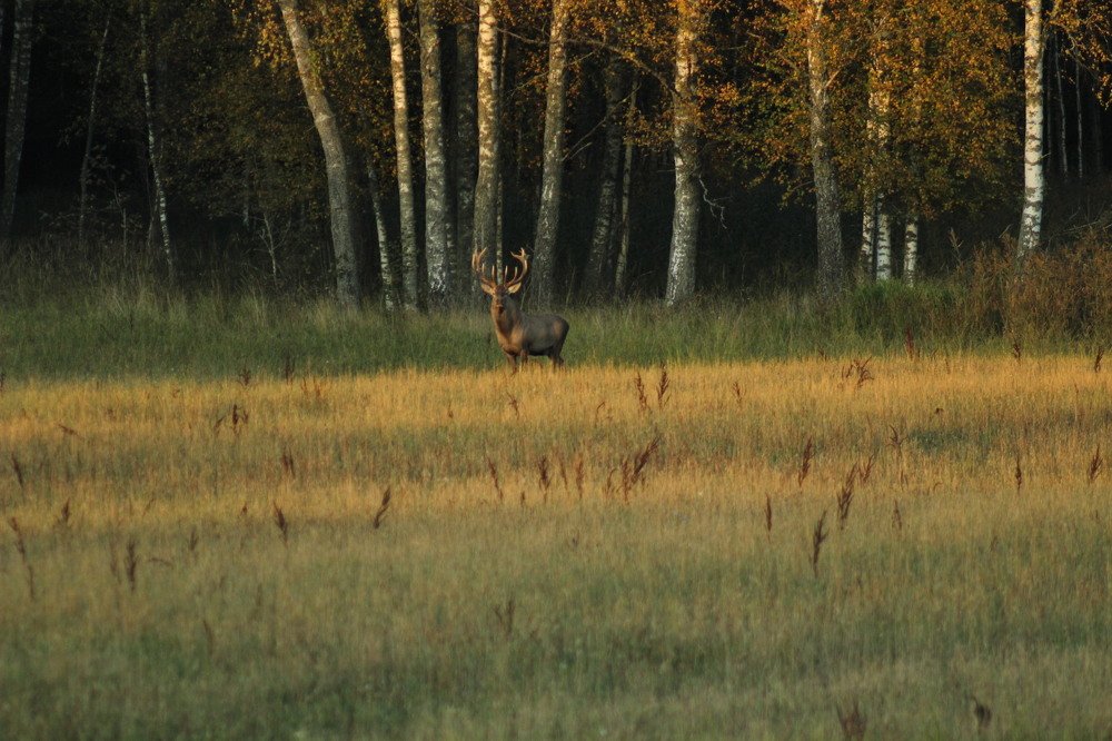 Европейский благородный олень  (лат. Cervus elaphus)
