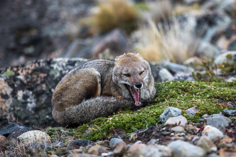 Лисичка в суровой Патагонии