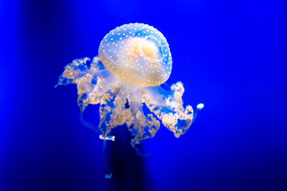 Удивительное живое существо  - медуза
