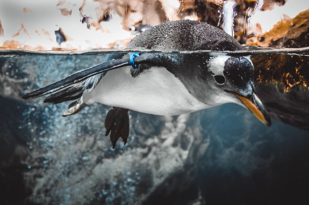 Уникальные, неспособные летать птицы