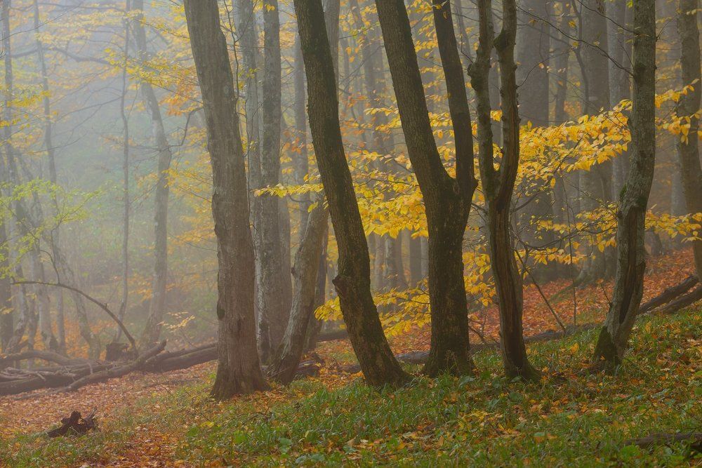 Туманный лес