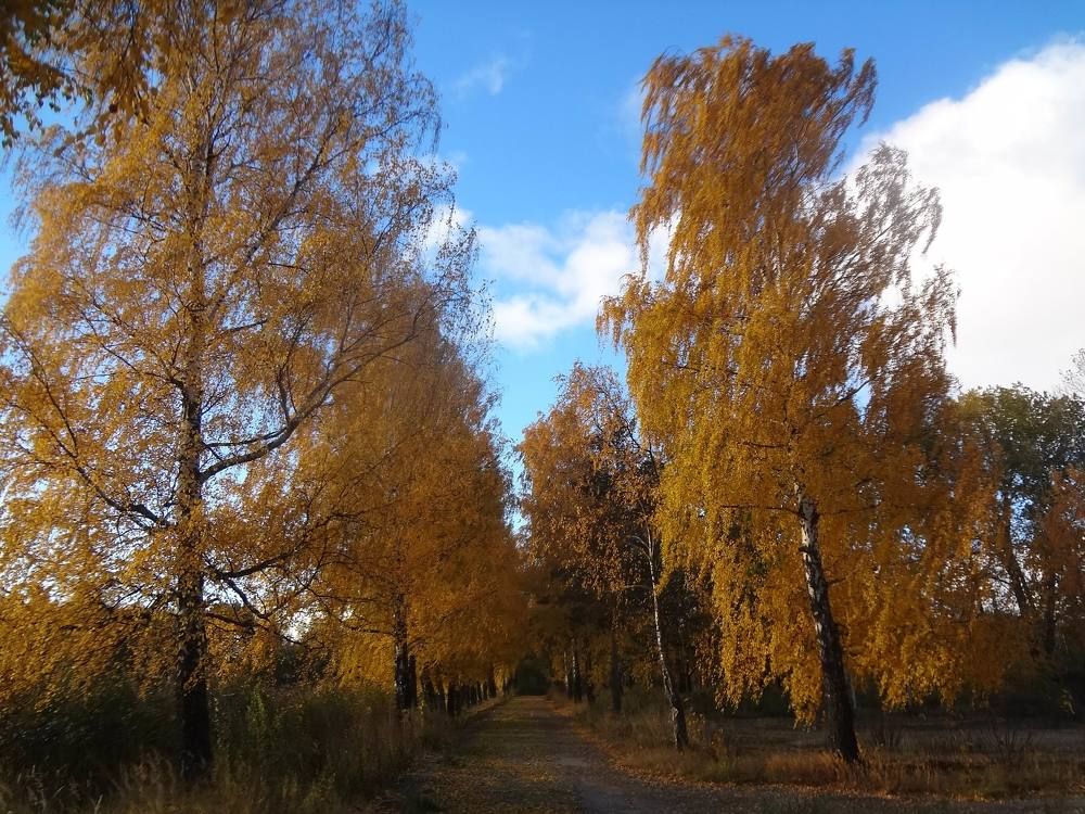 березки