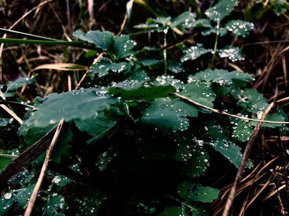 Россыпи серебра