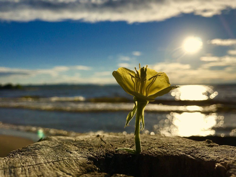 Солнечный цветок