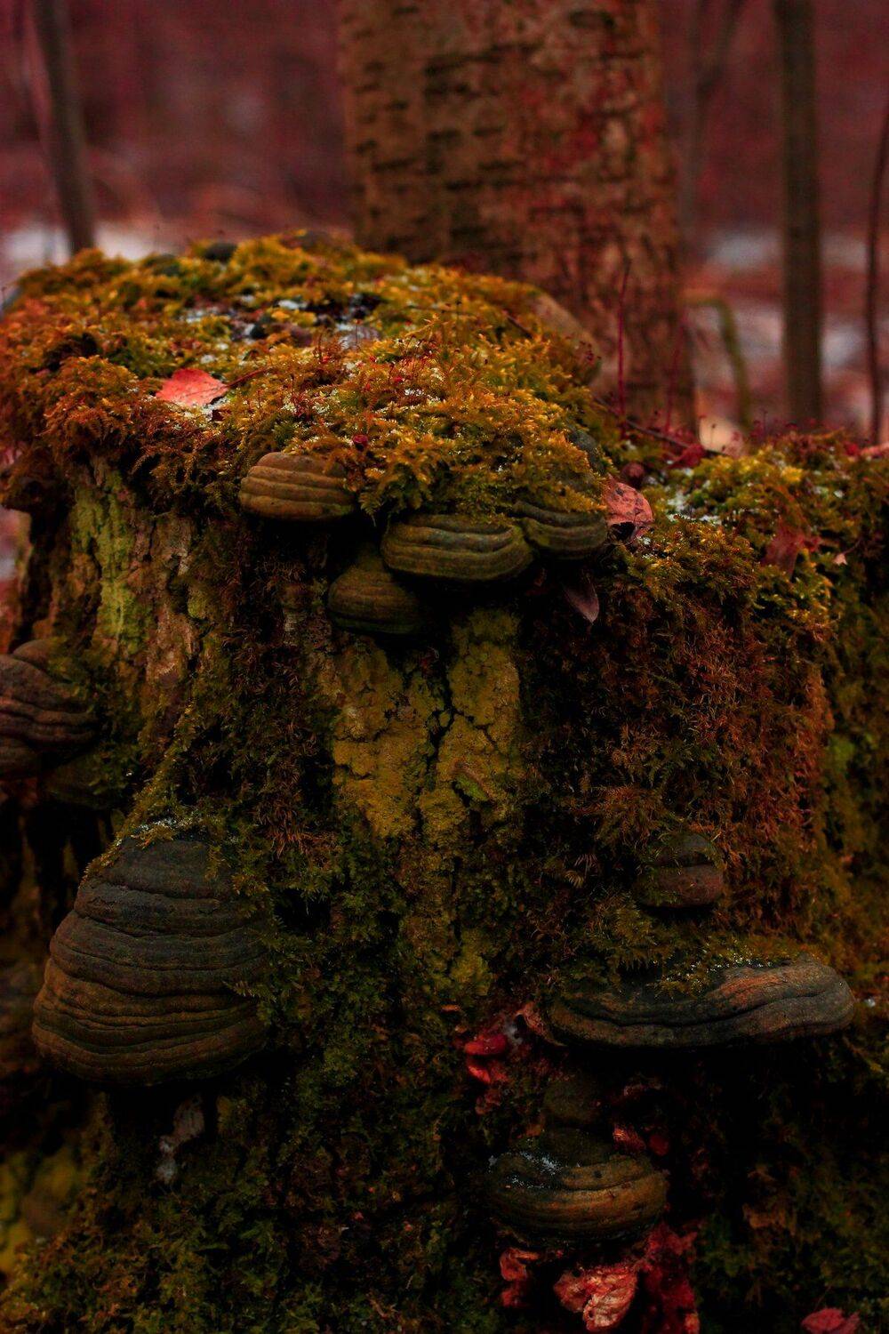forest in St. Petersburg