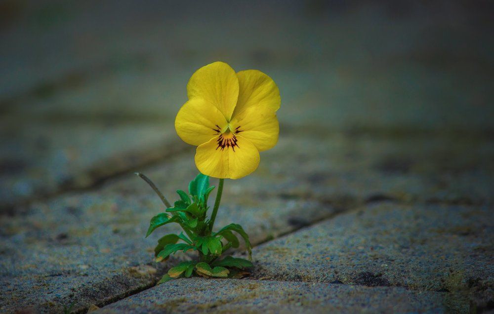 Сквозь асфальт